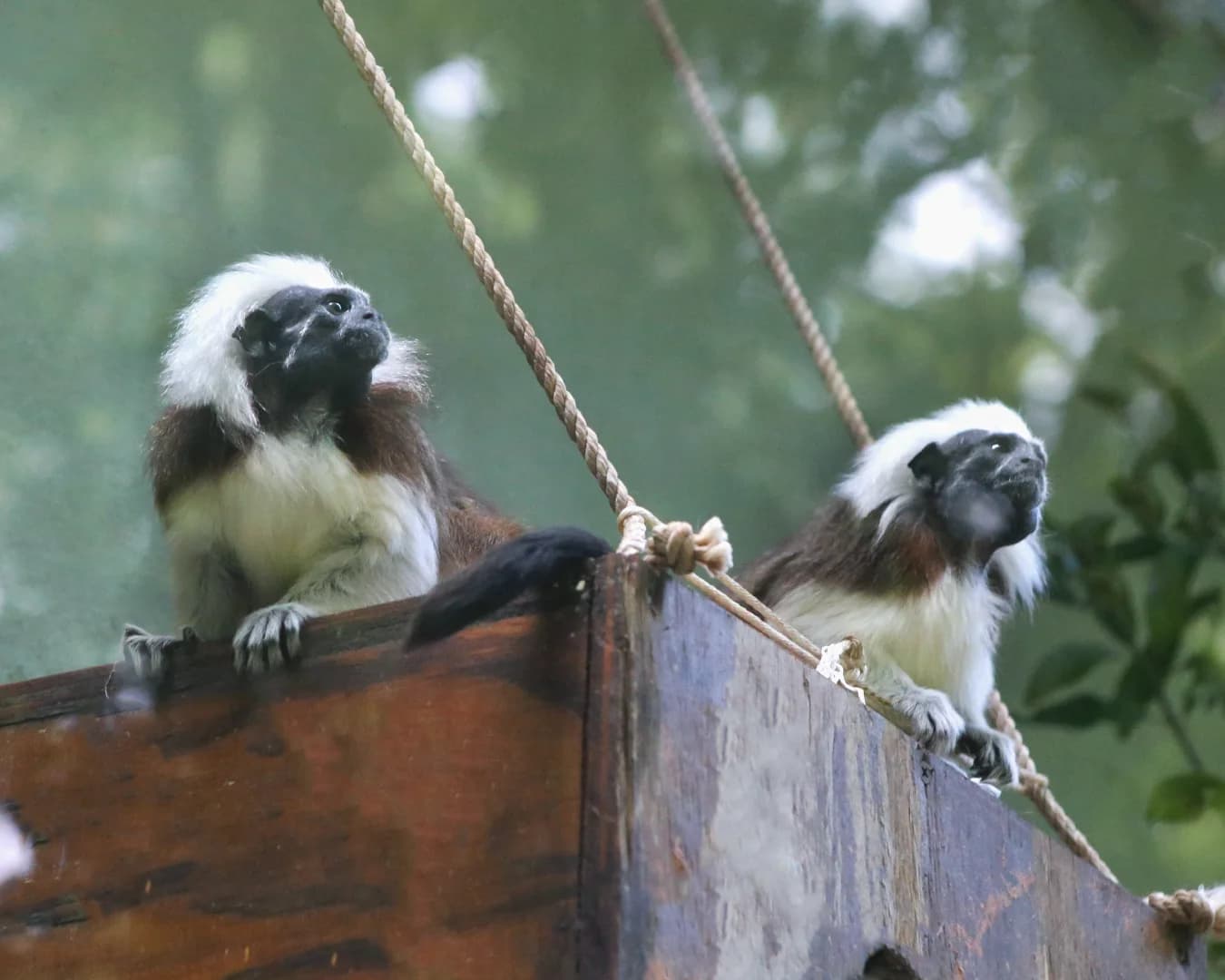 COCO & BONGO-Cotton head tamarin Baby - thumbnail 6
