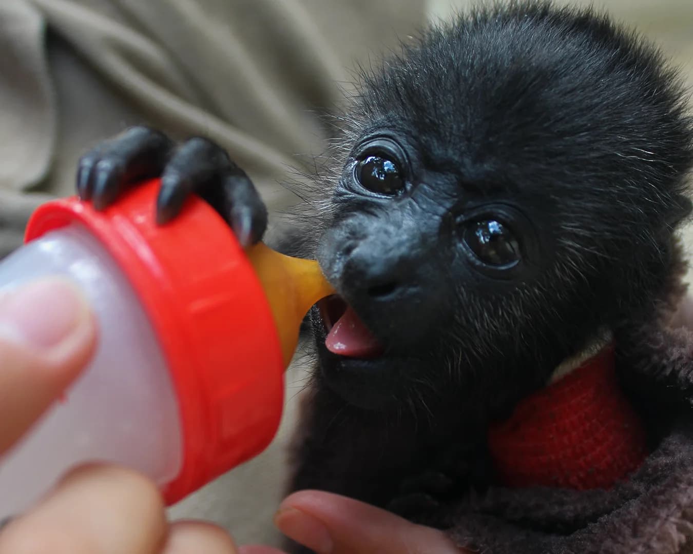 MUUK-Howler Monkey Baby - thumbnail 3