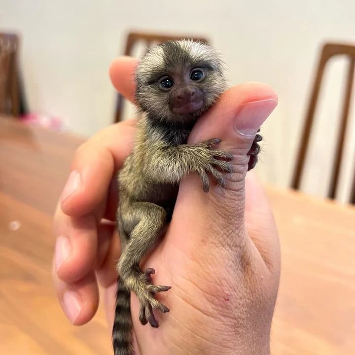 Liza : Female finger monkey - thumbnail 2