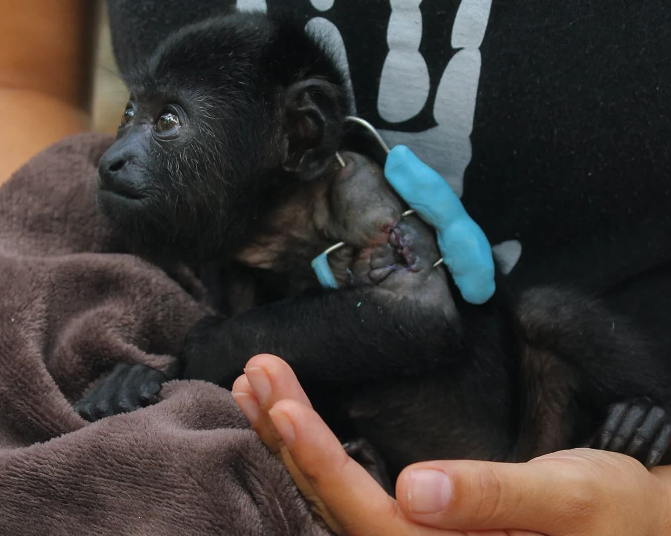 MUUK-Howler Monkey Baby - thumbnail 5