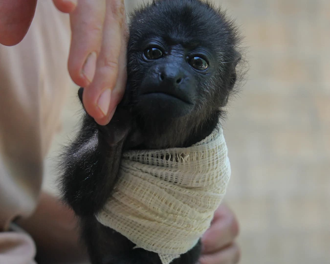 MUUK-Howler Monkey Baby - thumbnail 8