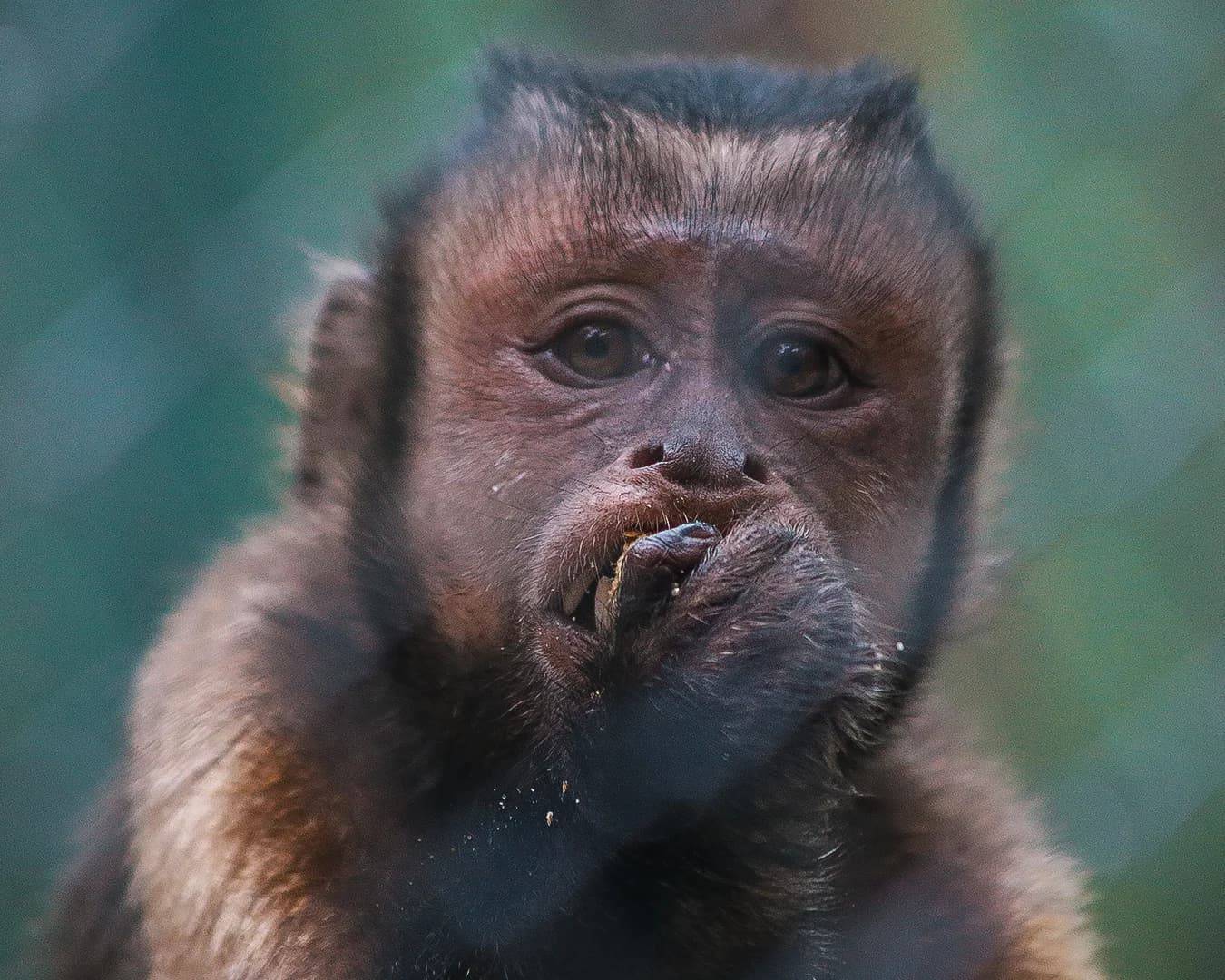 CHARLY-BLACK-FACED CAPUCHIN Baby