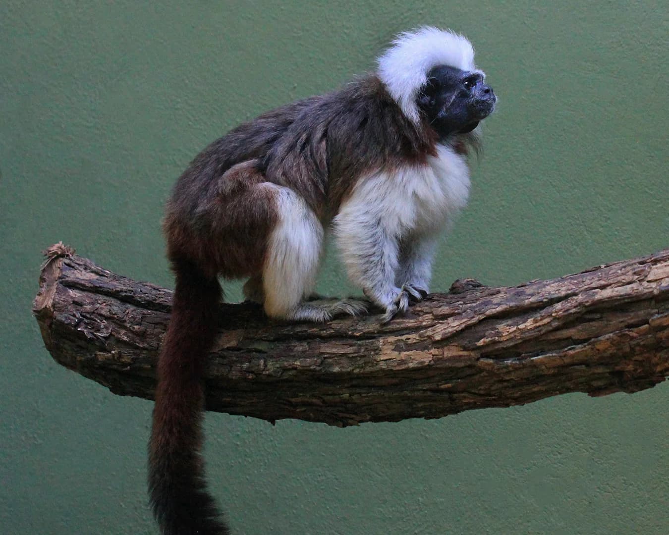 COCO & BONGO-Cotton head tamarin Baby - thumbnail 4