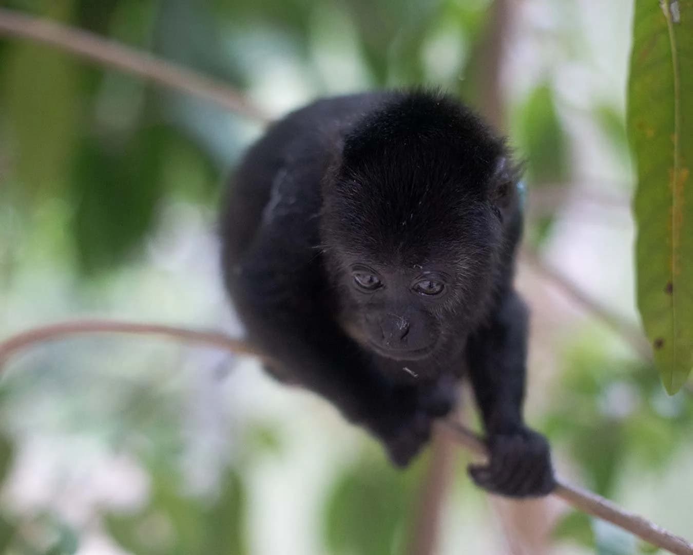 MUUK-Howler Monkey Baby - thumbnail 6