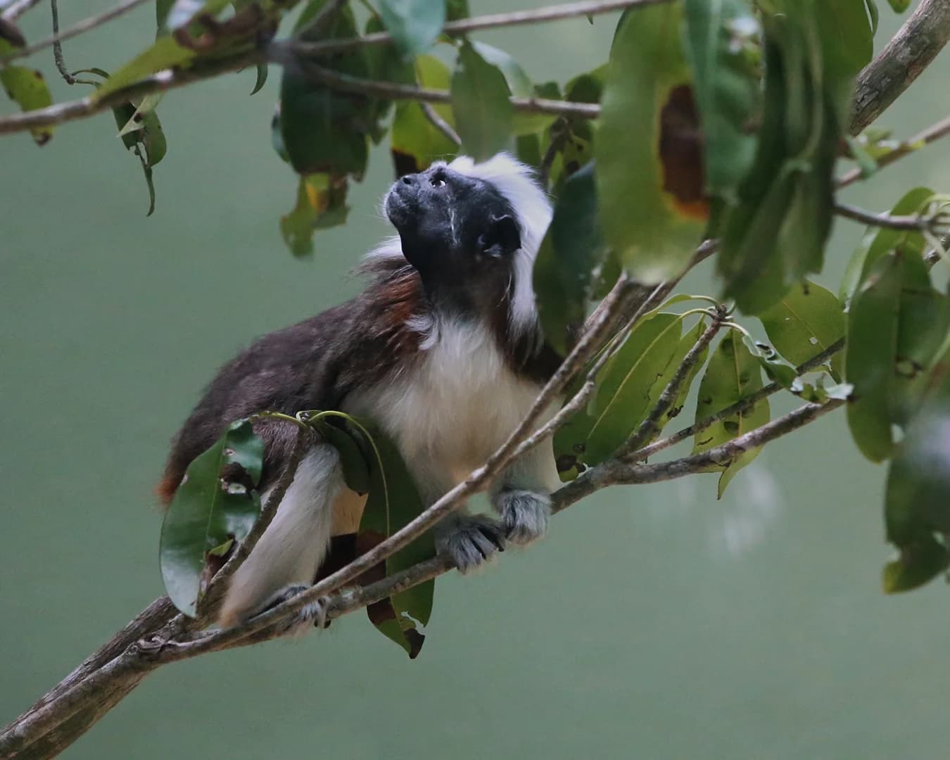 COCO & BONGO-Cotton head tamarin Baby - thumbnail 5