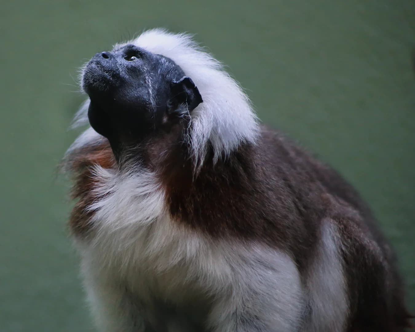 COCO & BONGO-Cotton head tamarin Baby - thumbnail 2
