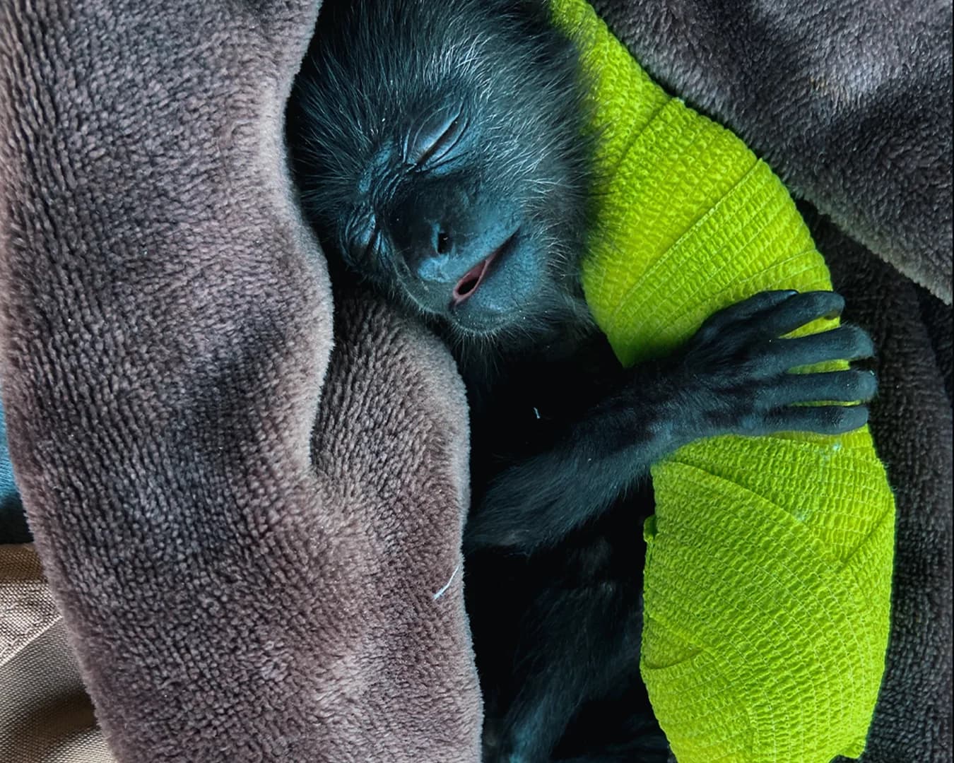 MUUK-Howler Monkey Baby - thumbnail 10