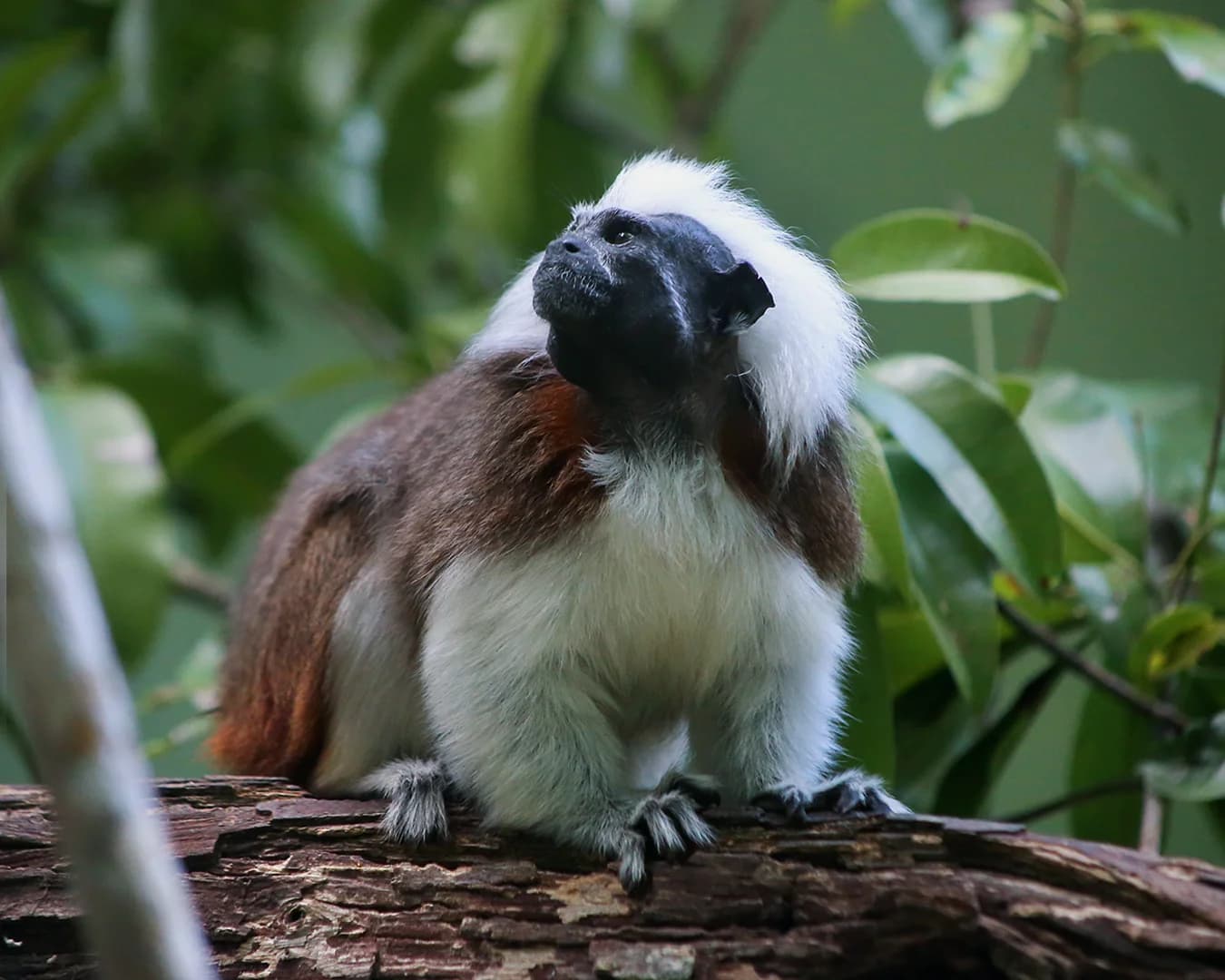 COCO & BONGO-Cotton head tamarin Baby - thumbnail 3