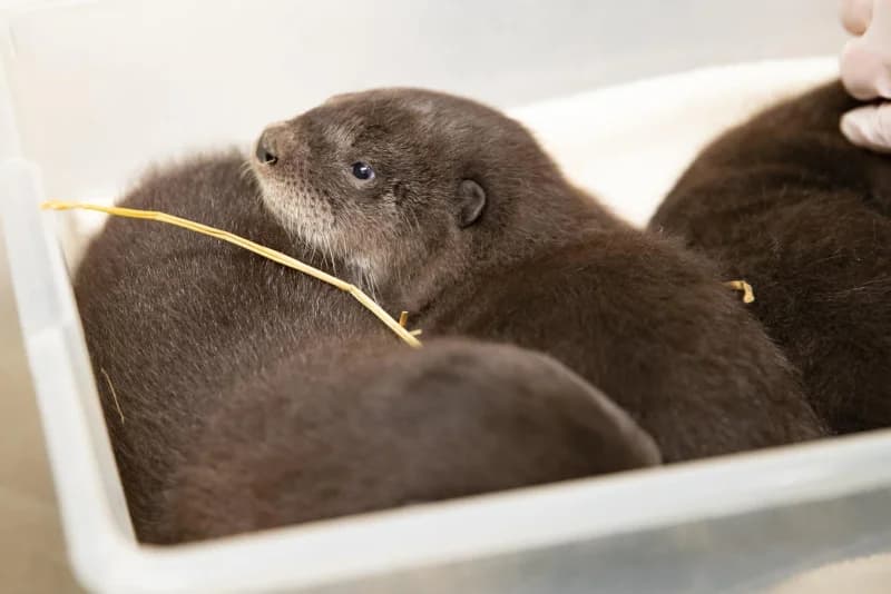Baby River Otters Available Now at PrimatePet