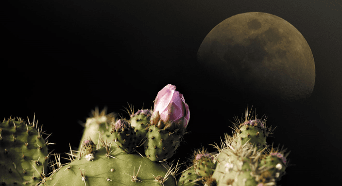 Cactus Moon Scenic Panels Replacement Light Covers (23 3/4″ x 47 3/4″ )