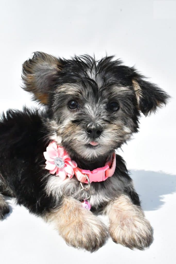 Morkie – Zebria