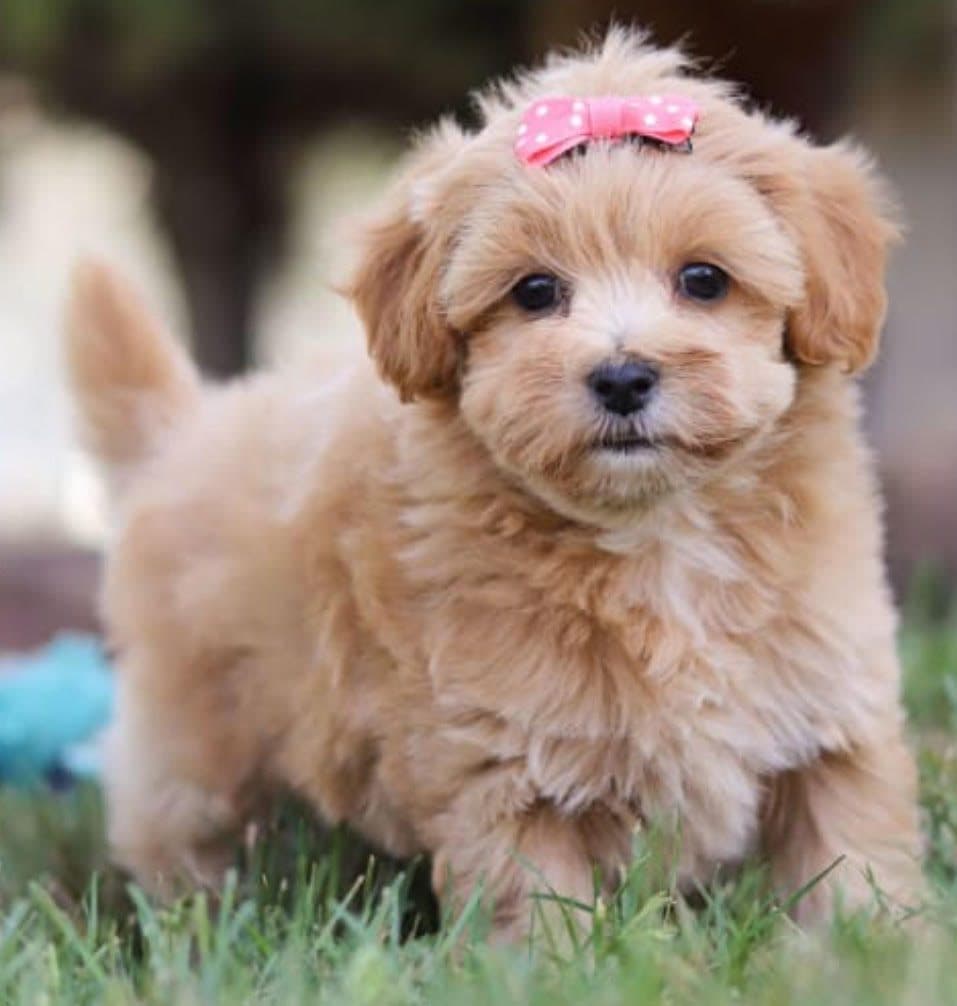 Maltipoo – Caramel