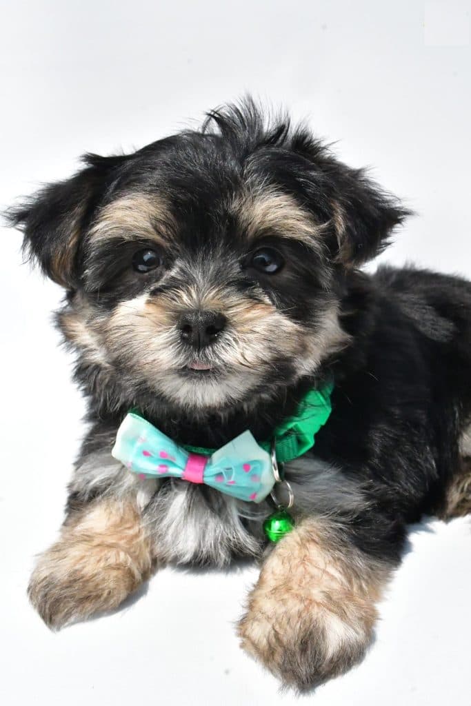 Morkie – Zeke - thumbnail 2