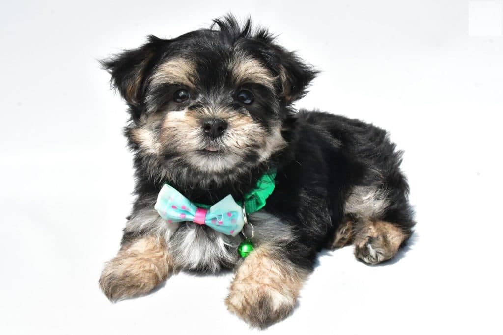 Morkie – Zeke - thumbnail 3
