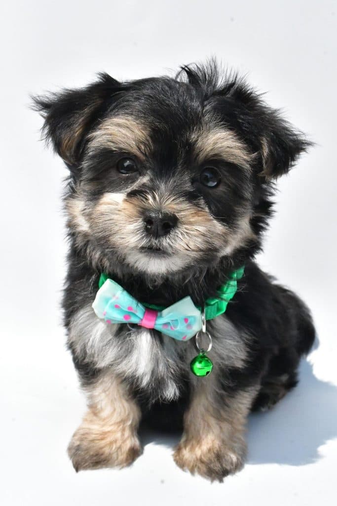 Morkie – Zeke - thumbnail 4