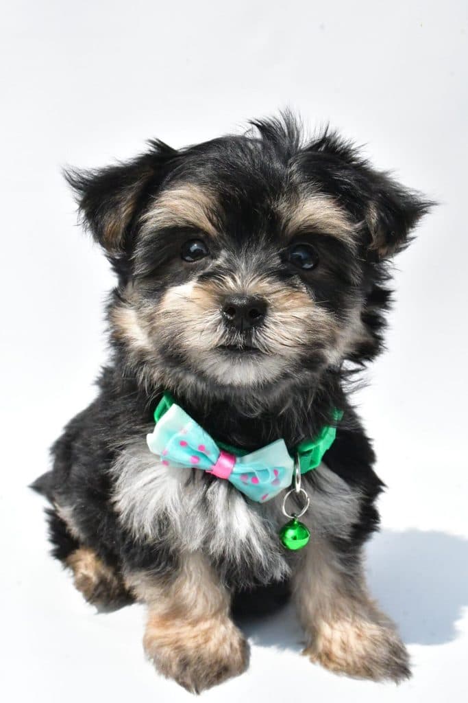 Morkie – Zeke - thumbnail 5