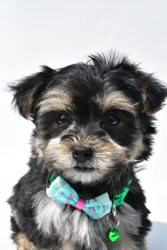 Morkie – Zeke - thumbnail 6