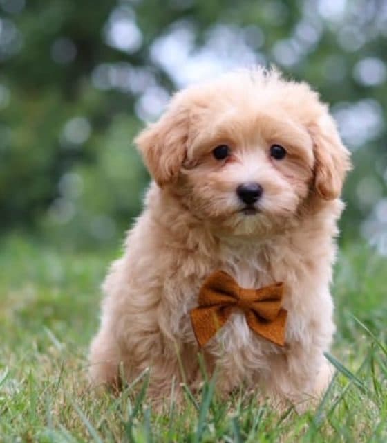 Maltipoo – Tucker