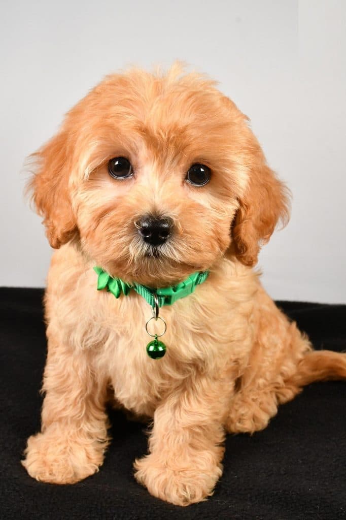 F1B Cavapoo – Sadie