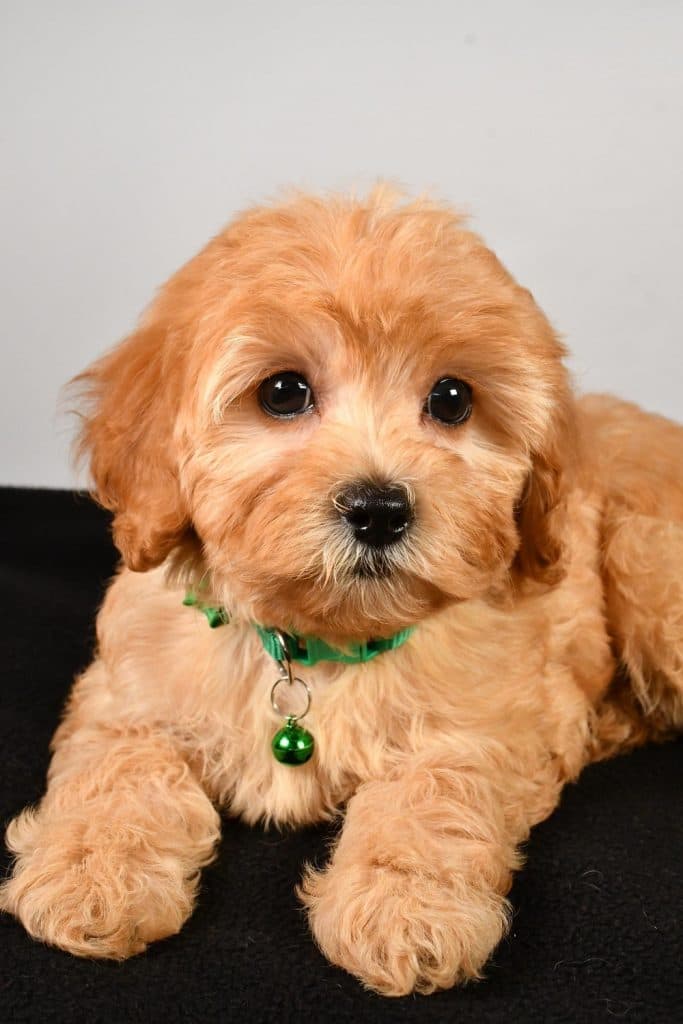 F1B Cavapoo – Sadie - thumbnail 2