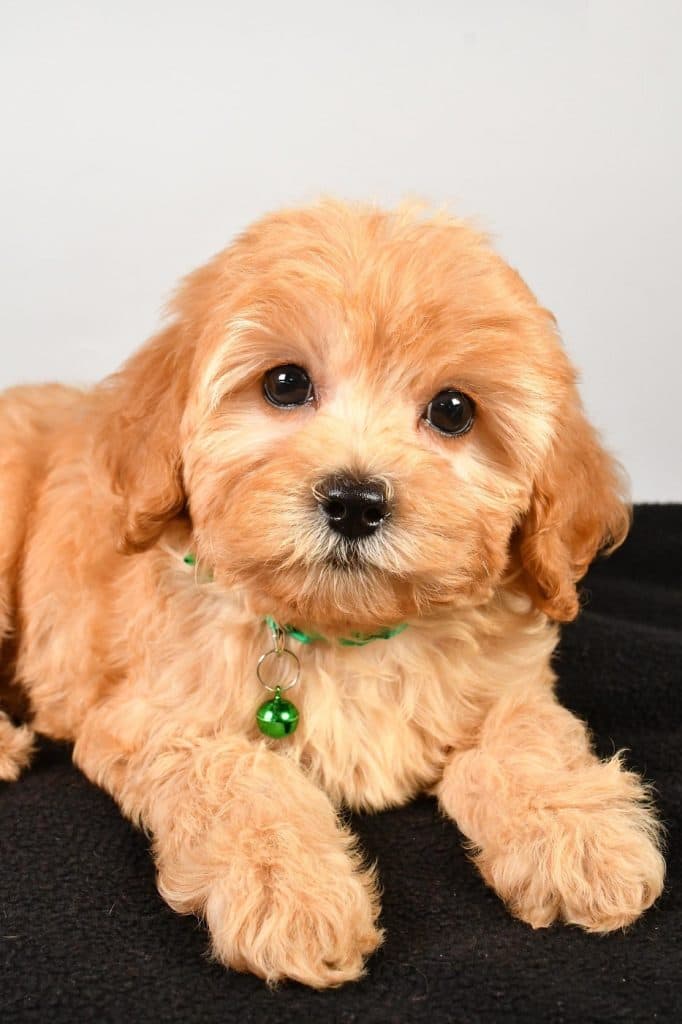 F1B Cavapoo – Sadie - thumbnail 4