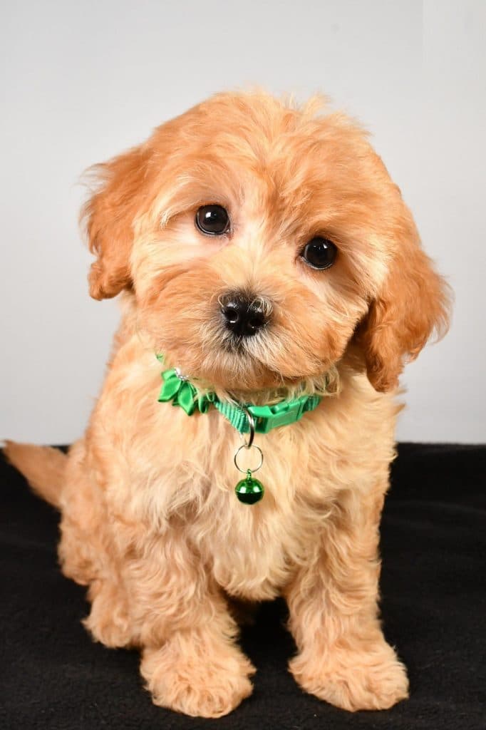 F1B Cavapoo – Sadie - thumbnail 5