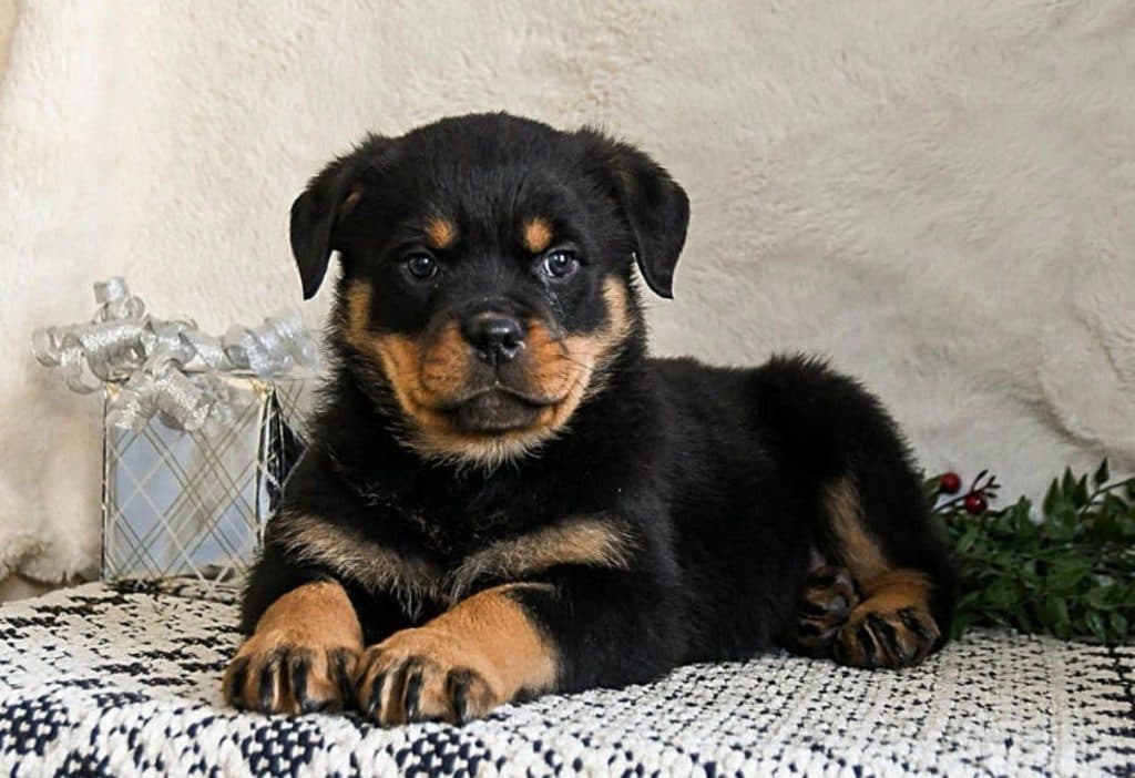 Charlie – Rottweiler