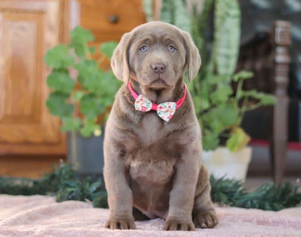 Labrador Retriever – Daisy