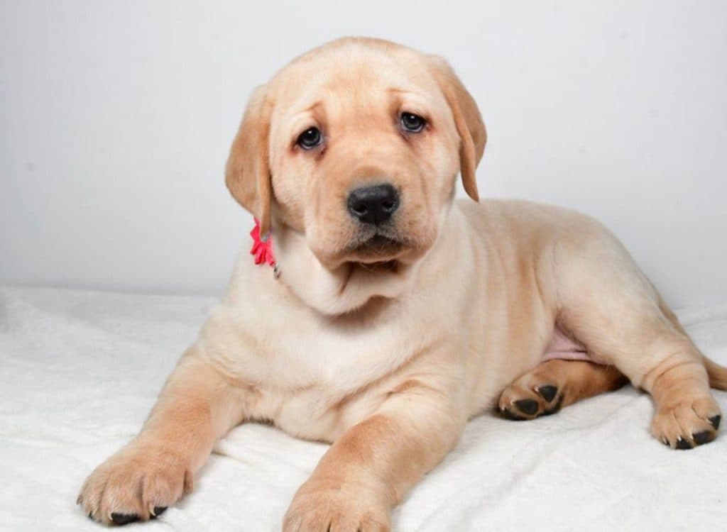 Labrador Retriever – Denny