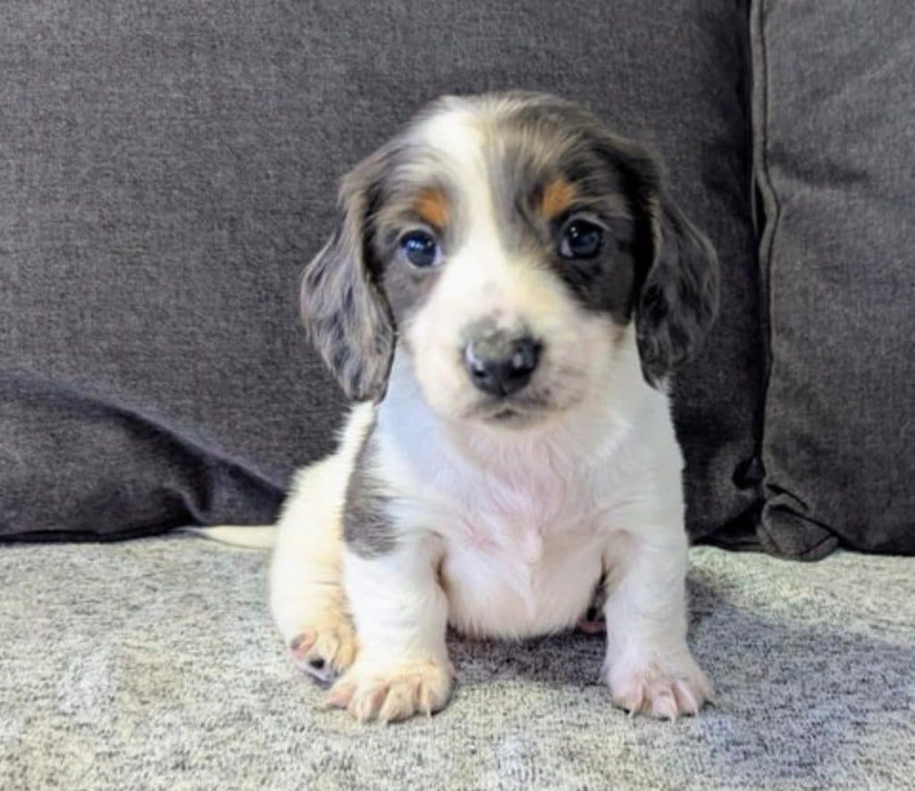 Mini Dachsund – Jose