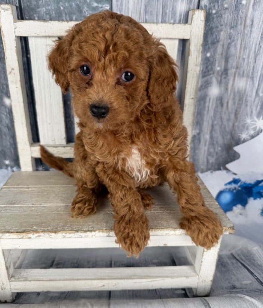 Cavapoo – King