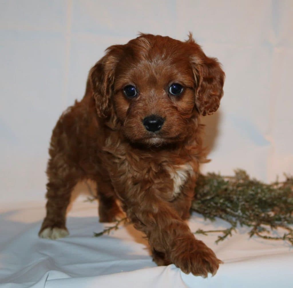 Cavapoo – Lemon