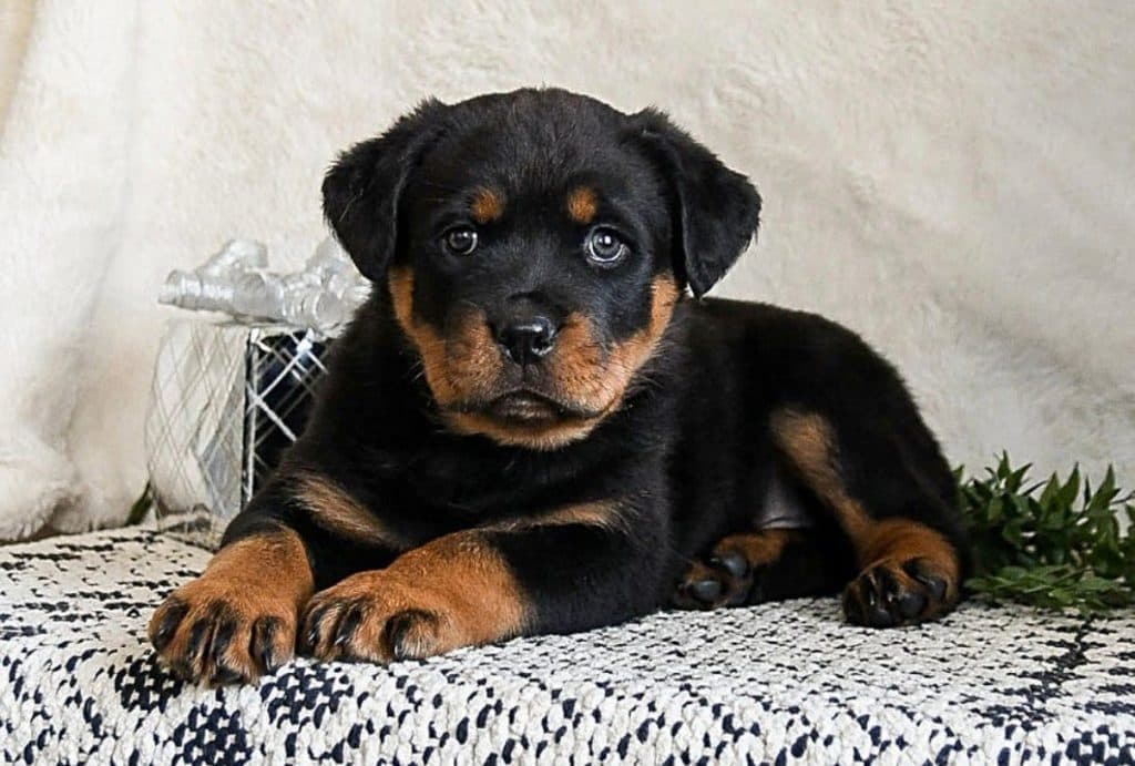 Rottweiler – Ophelia