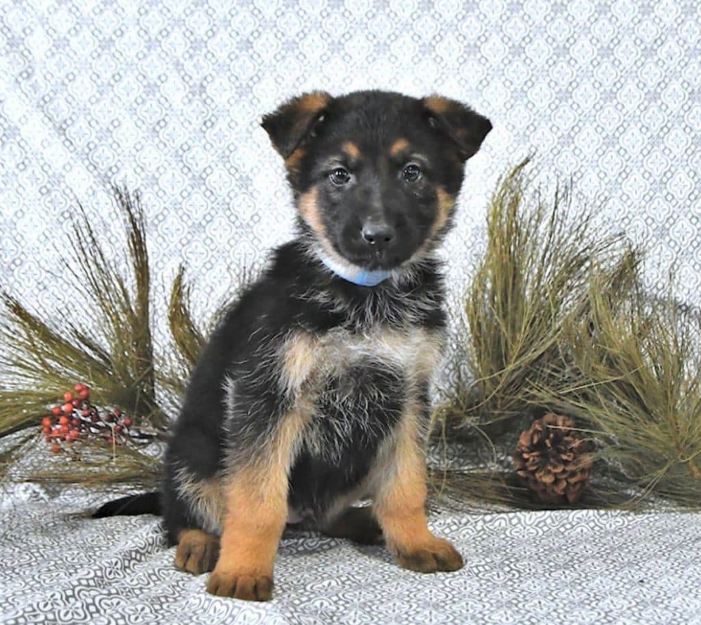German Shepherd – Rory