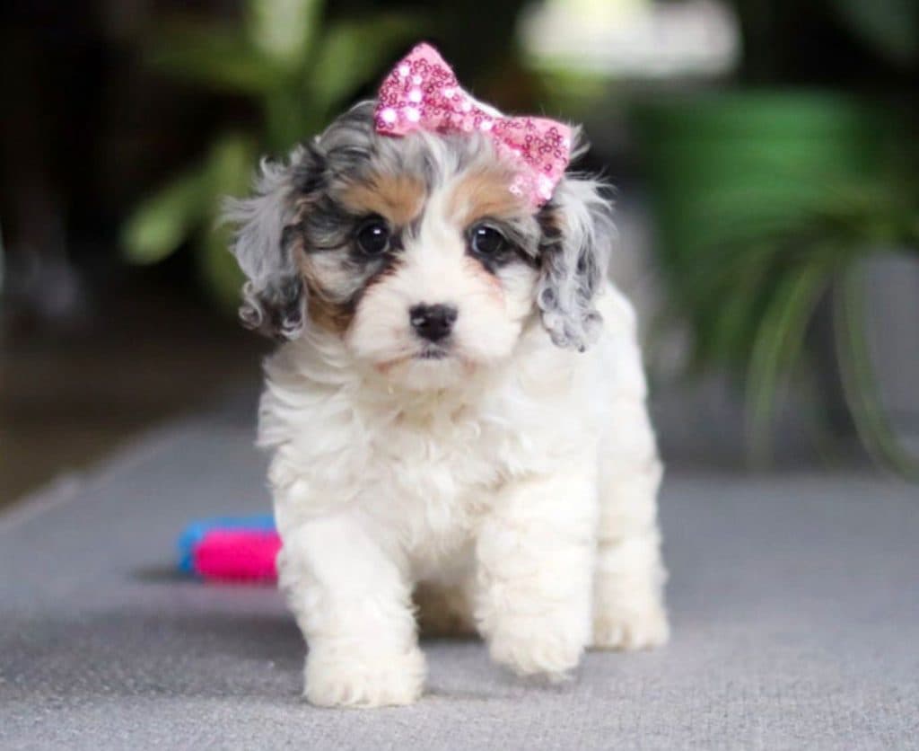 Cavapoo – Rosie