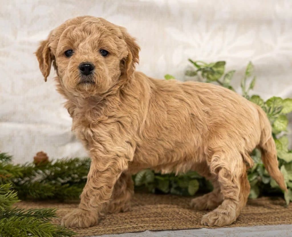 Mini Goldendoodle – Stacey