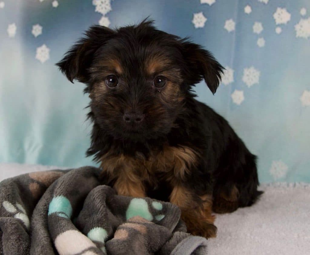 Yorkshire Terrier – Sylvia