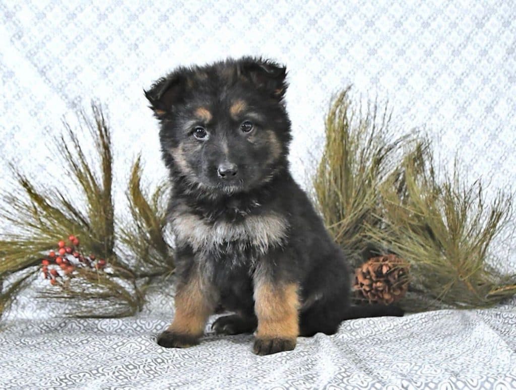 German Shepherd – Fern