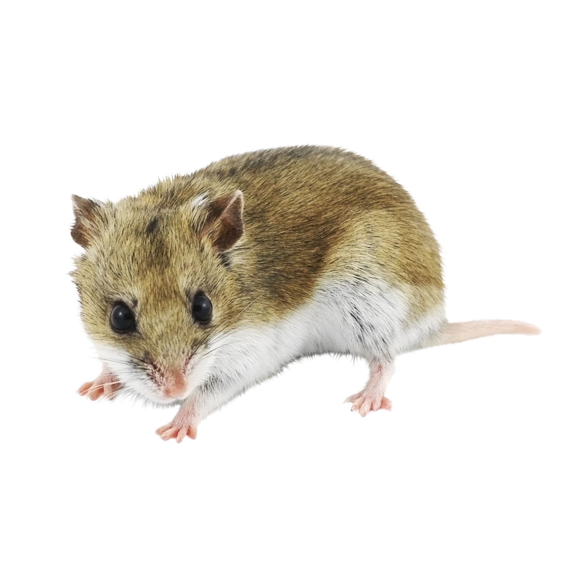 Chinese Dwarf Hamster