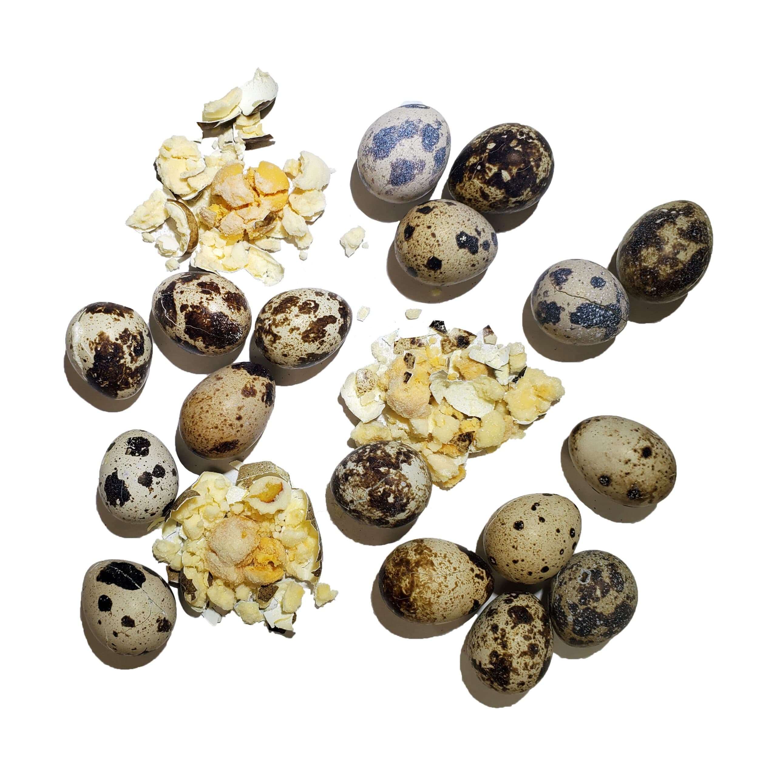 Freeze-Dried Quail Egg Topper (Powdered) - thumbnail 2