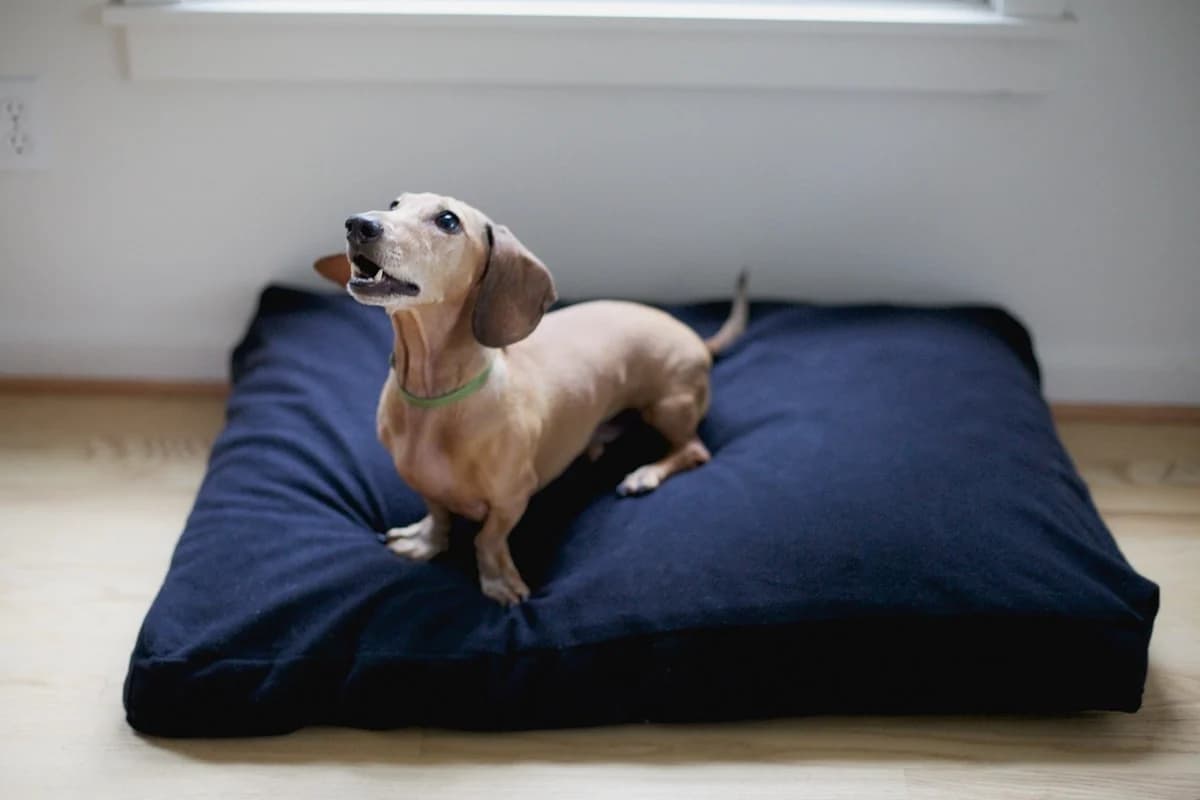 The Savvy Doggy™ - thumbnail 6