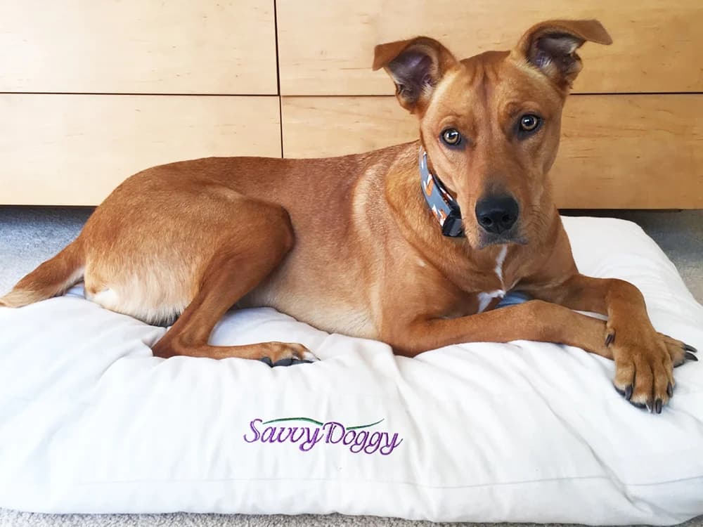The Savvy Doggy™