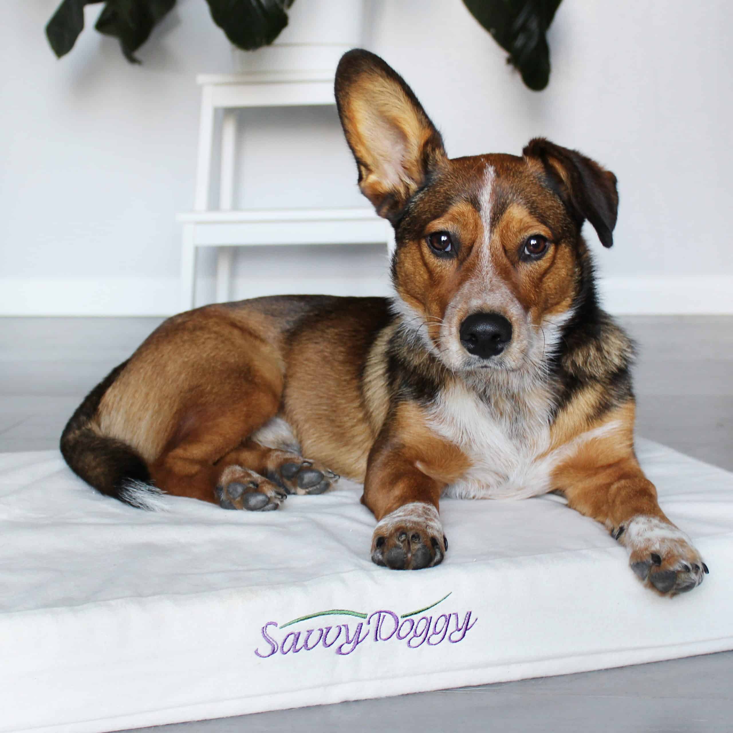 The Savvy Doggy™ - thumbnail 3