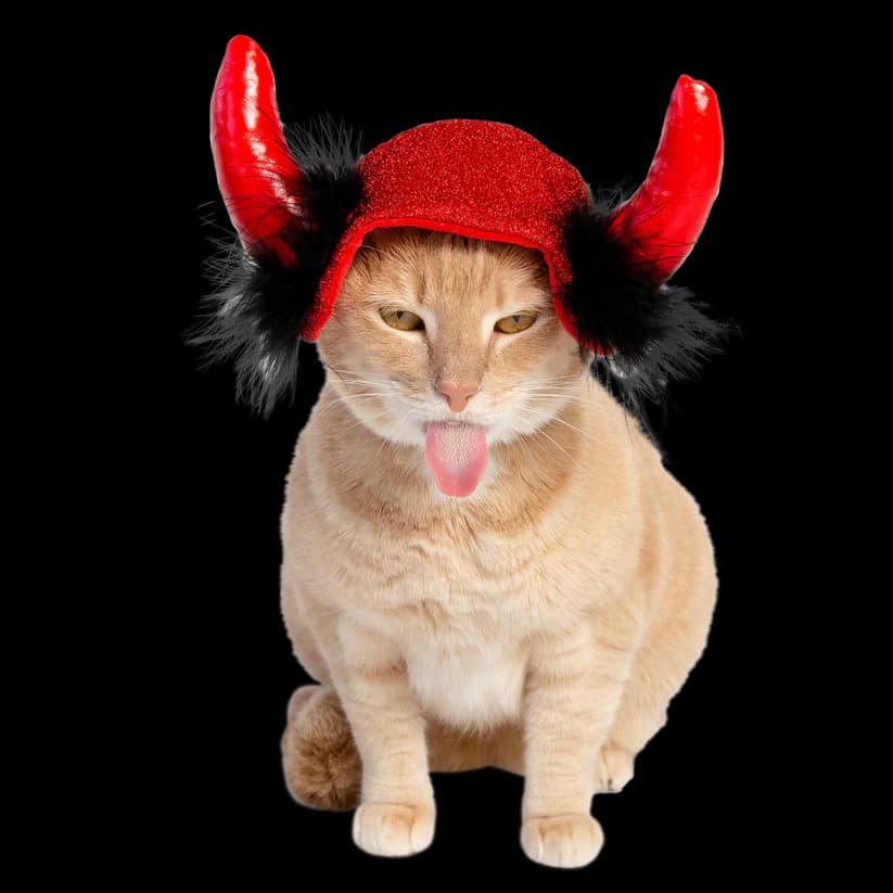 Cat Devil Costume