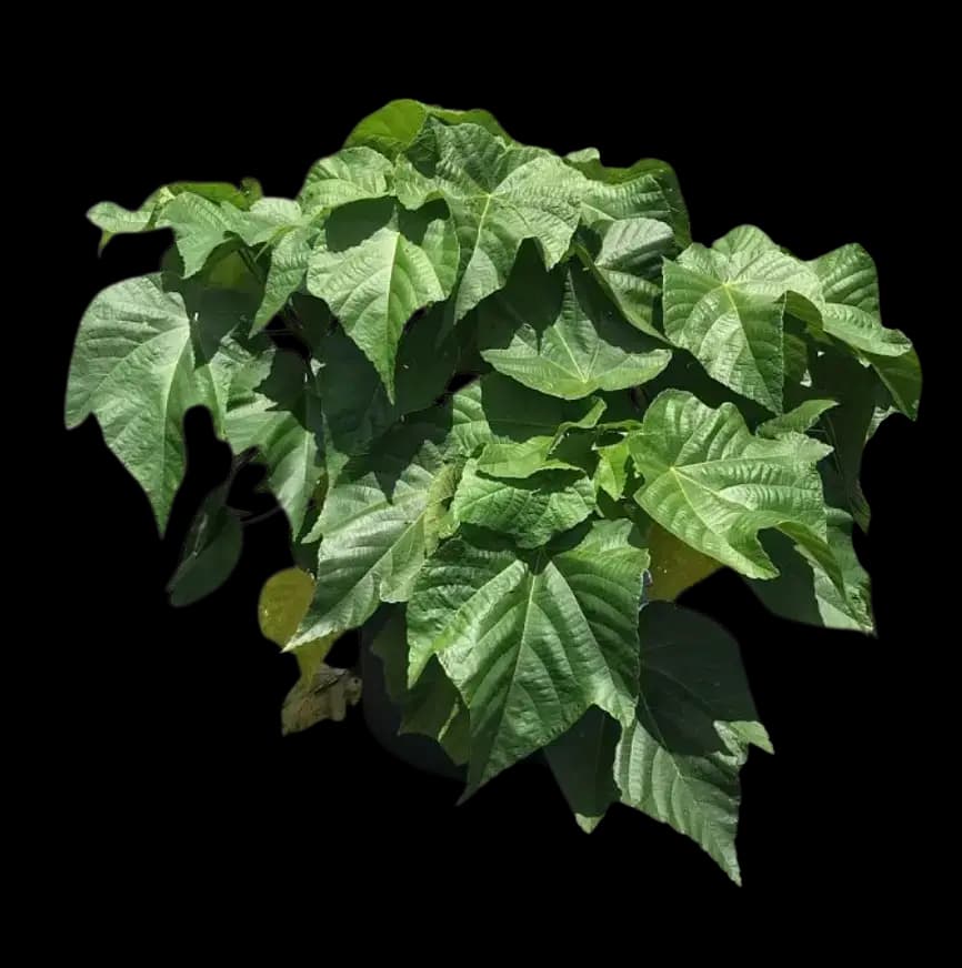 Florida Hydrangea – Dombeya x ‘Seminole’