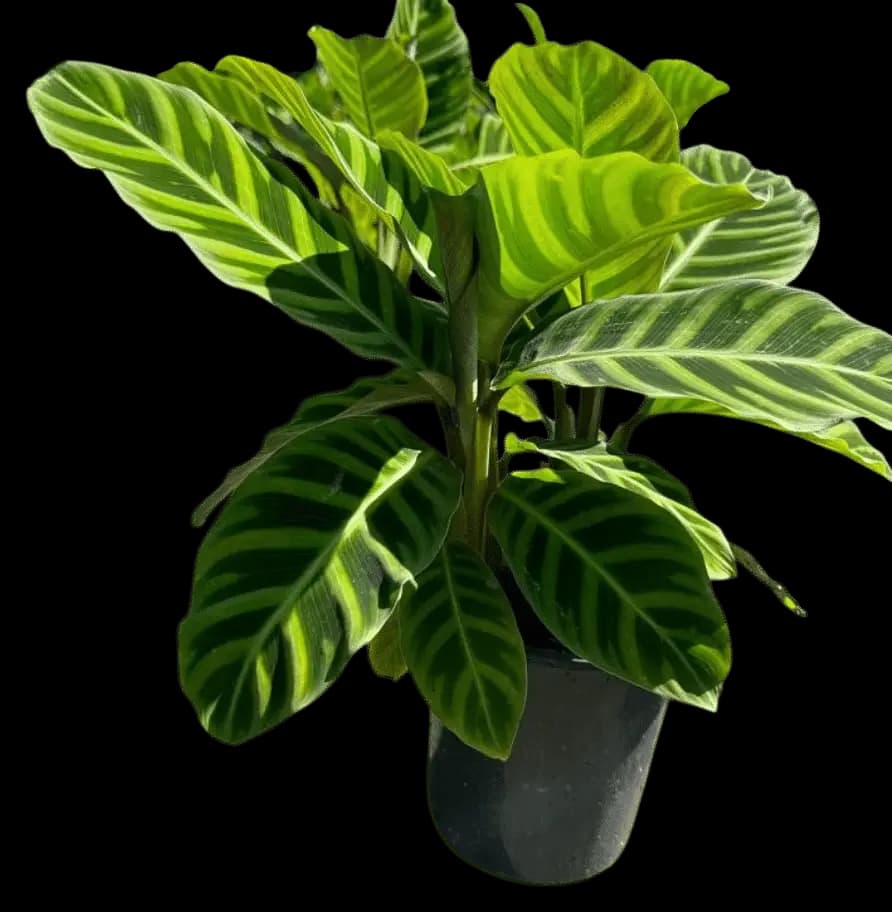 Zebra Plant – Calathea zebrina