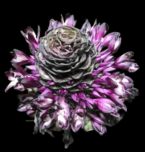 Zebra Plant – Calathea zebrina - thumbnail 2