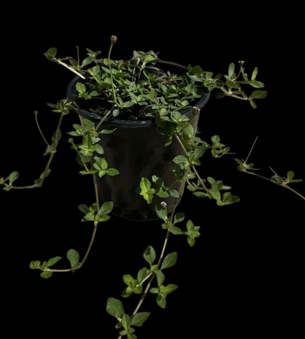 Turkey tangle fogfruit, Capeweed, Frogfruit – Phyla nodiflora