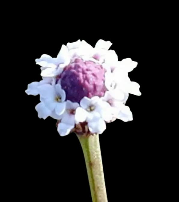 Turkey tangle fogfruit, Capeweed, Frogfruit – Phyla nodiflora - thumbnail 2