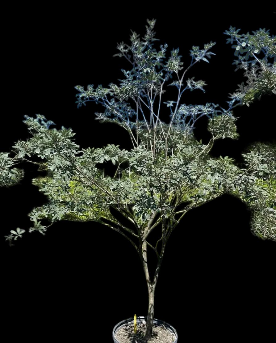 Dwarf White Trumpet – Tabebuia bahamensis